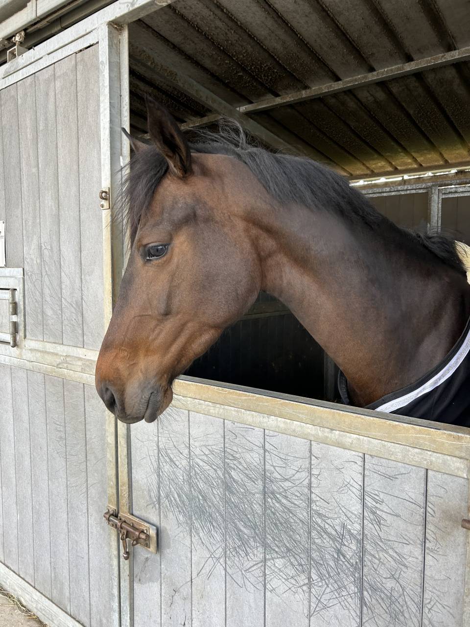 Veni vidi vici Z 5 ans