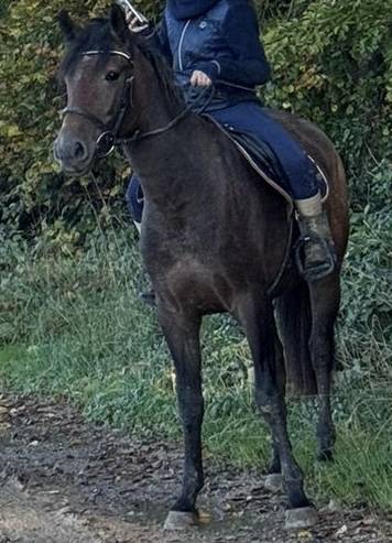 Lusitanienne a vendre