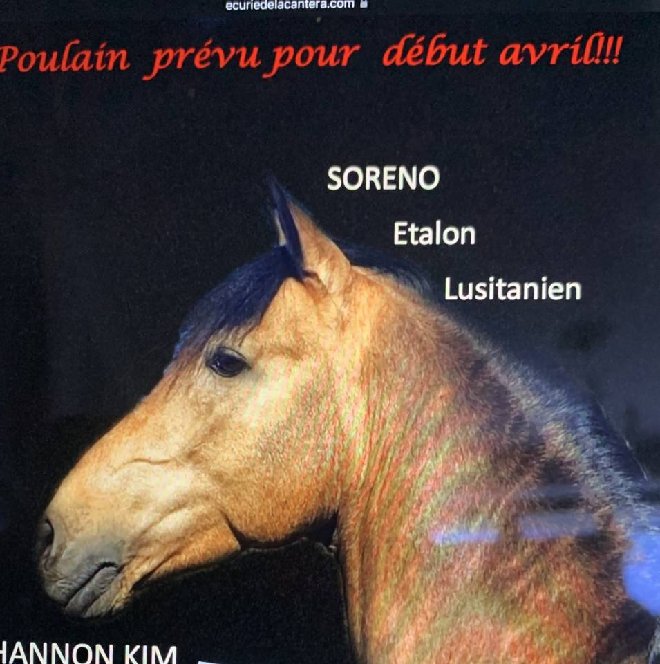 Lusitanienne a vendre