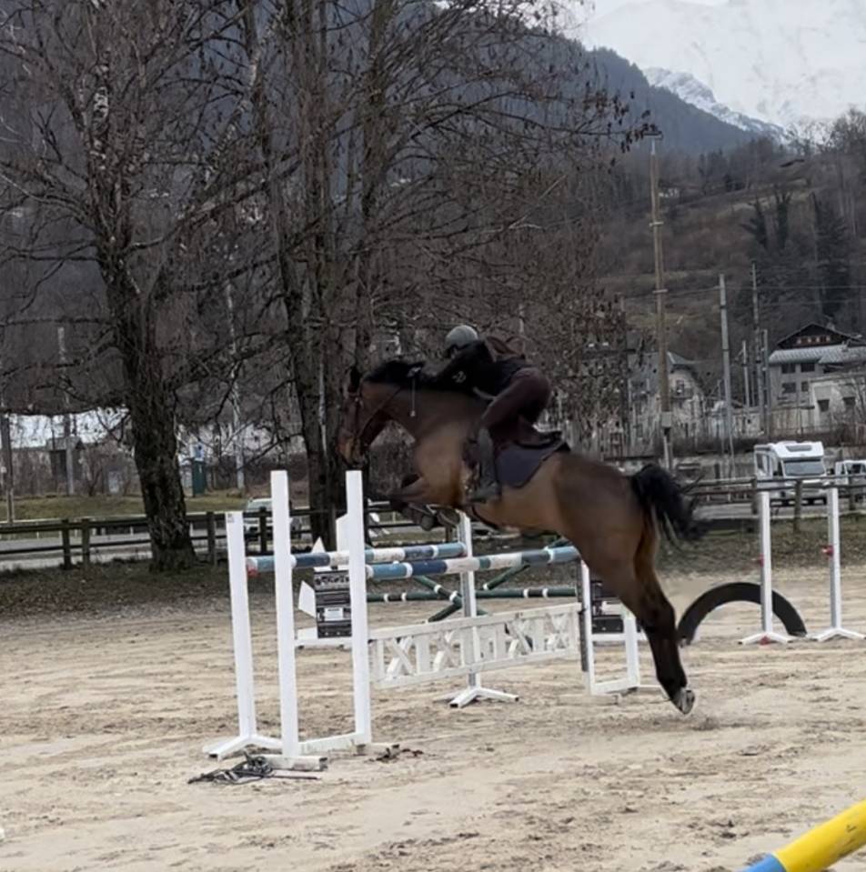 À vendre : hongre oc 8ans 