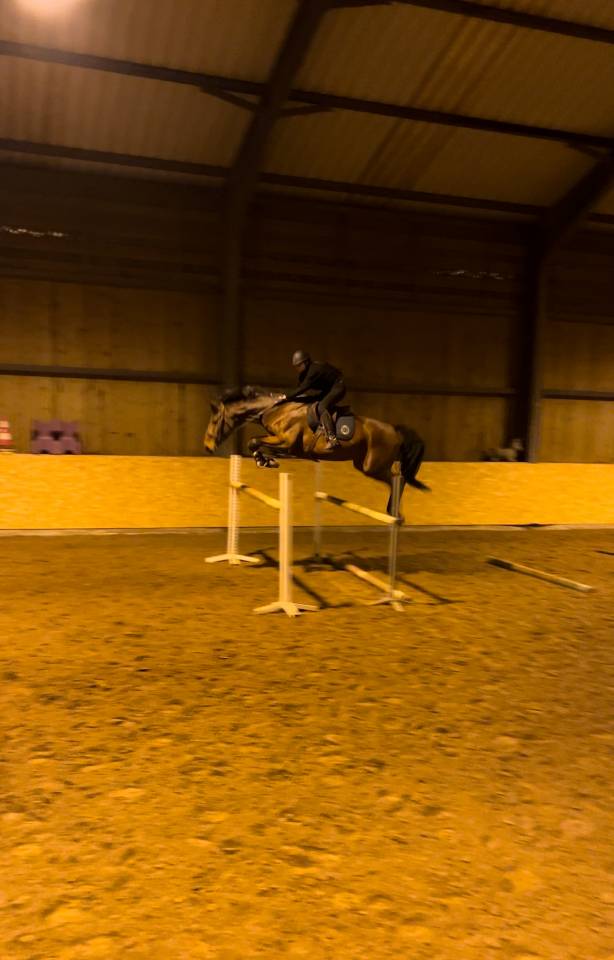 À vendre : hongre oc 8ans 