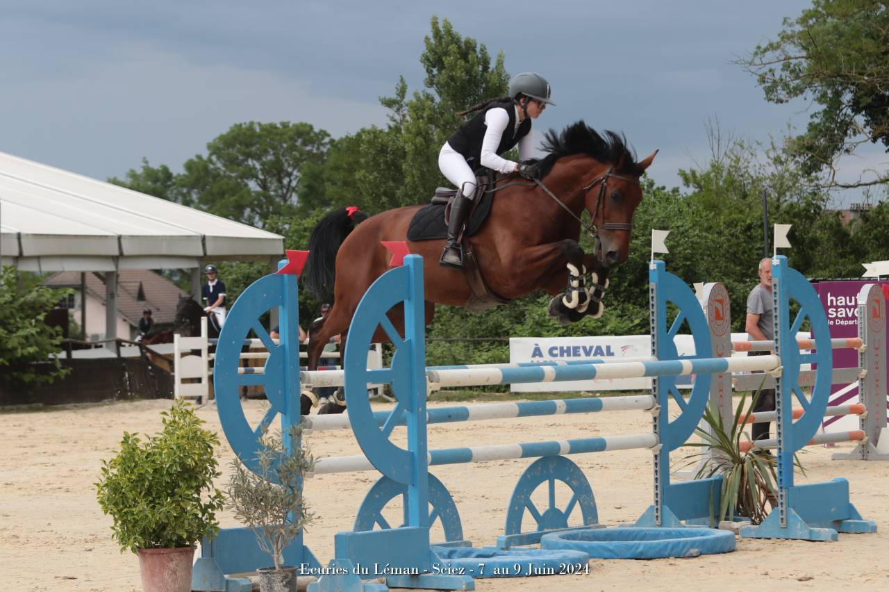 À vendre : hongre oc 8ans 