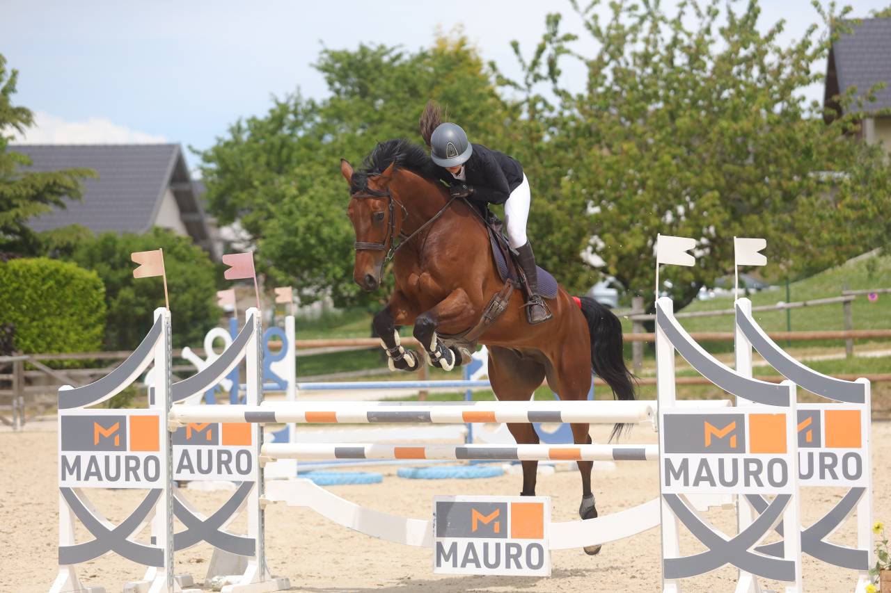 À vendre : hongre oc 8ans 