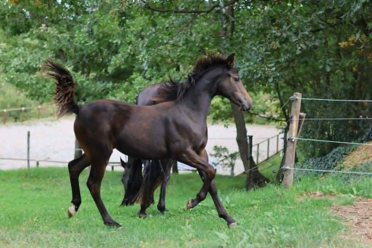 Pouliche Selle Français - Avenir pour le dressage