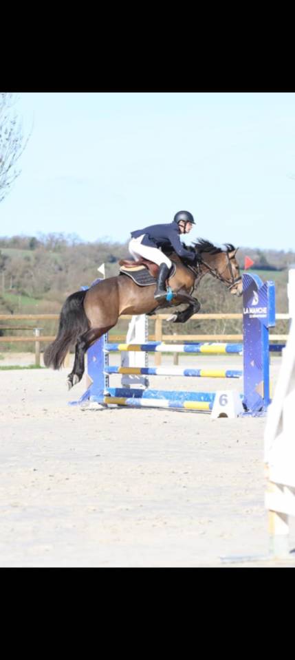 Saillie étalon New forest Isabelle L'ancelot du ménage 