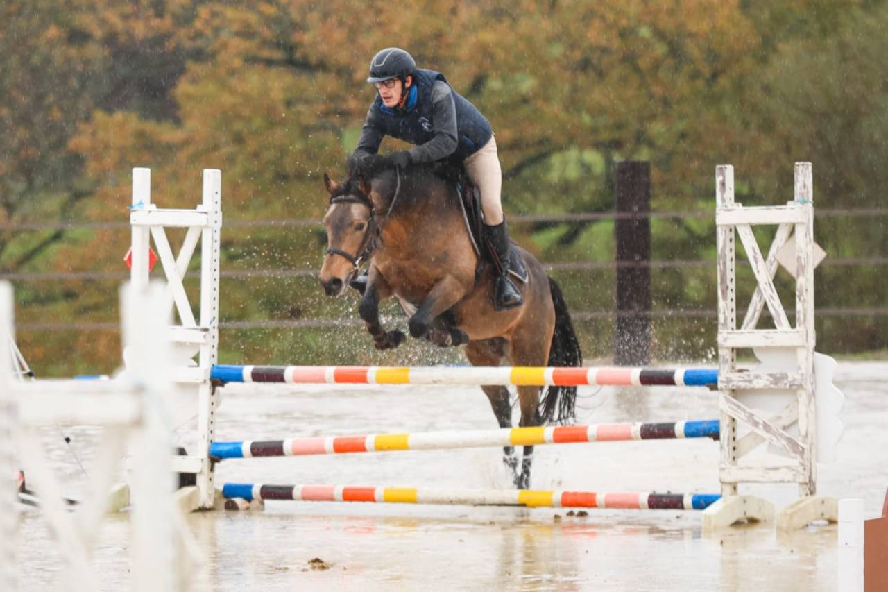 Saillie étalon New forest Isabelle L'ancelot du ménage 