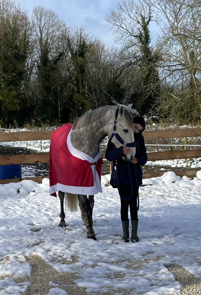 Petit cheval de sport 