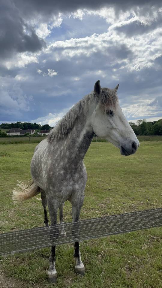 Petit cheval de sport 
