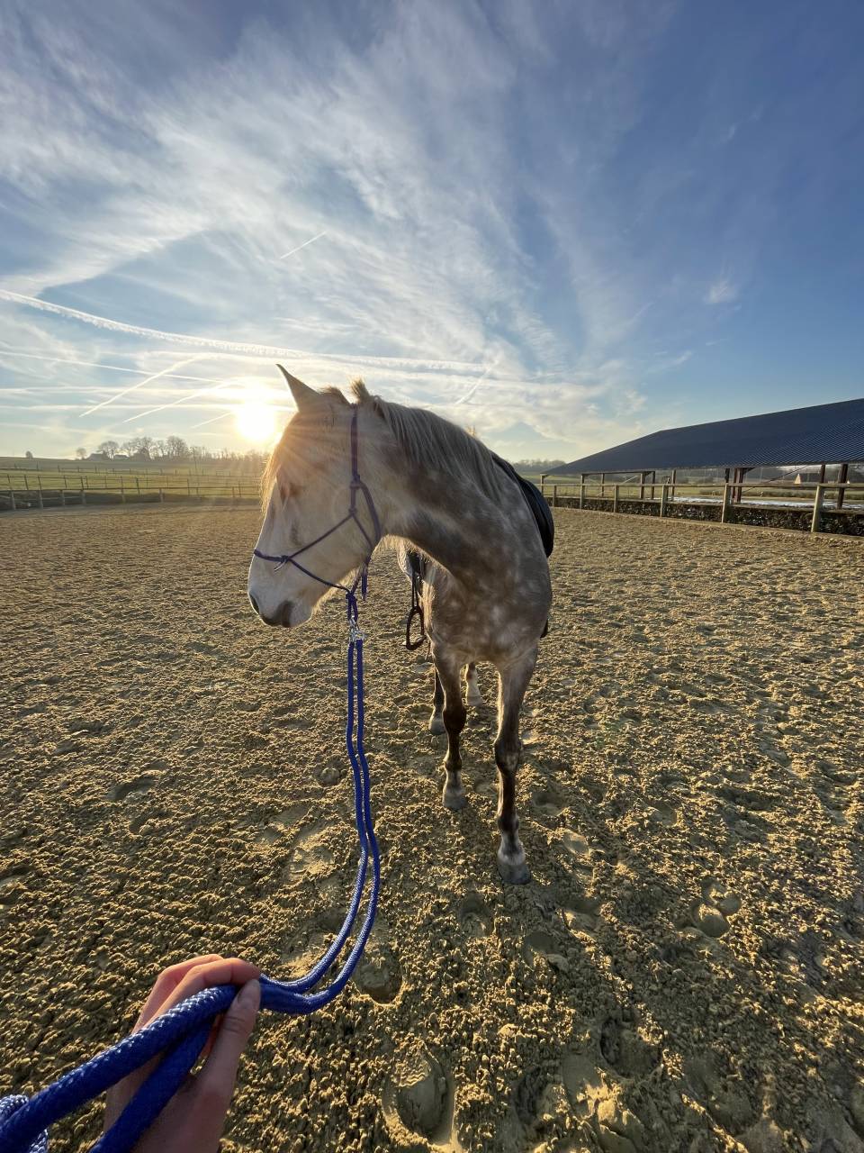Petit cheval de sport 