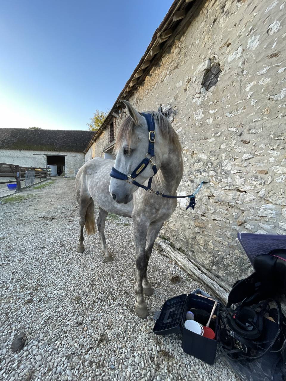 Petit cheval de sport 