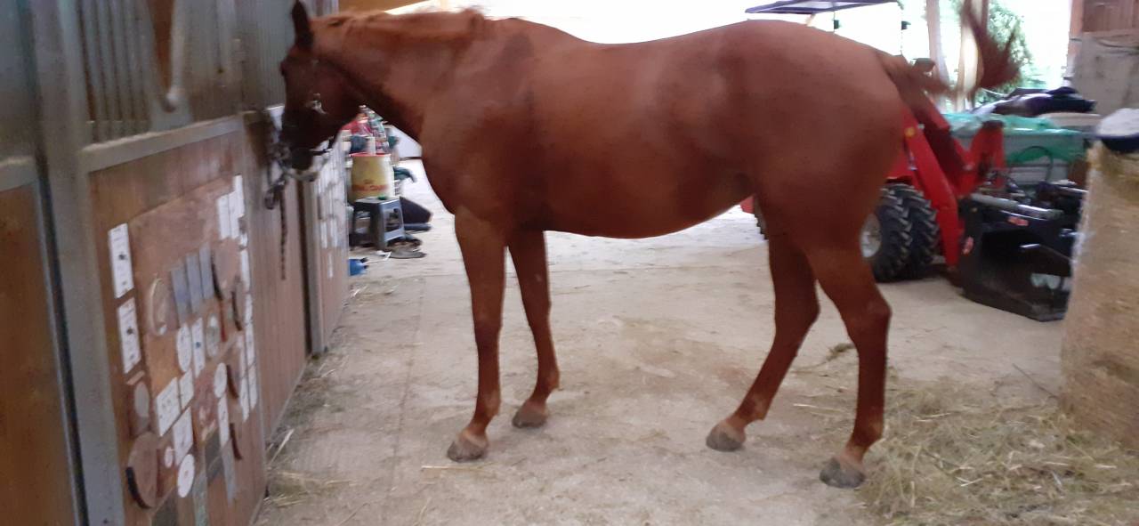 vends jument cso 9 ans super génétique