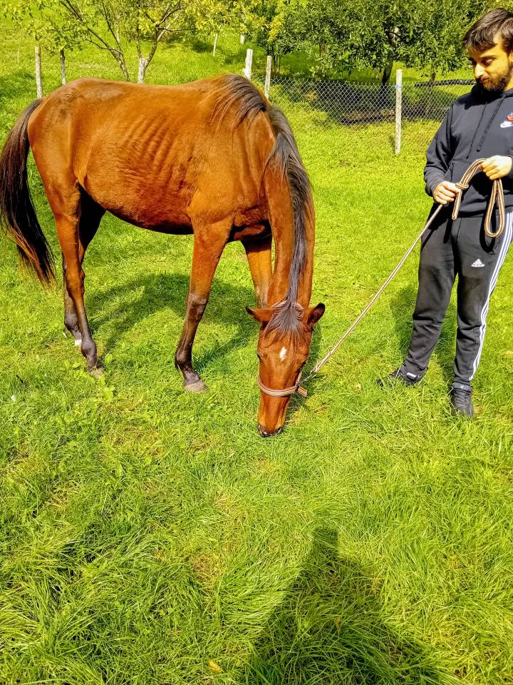 Jeune Mâle SFO 2 ans (x Cap de B'Neville)