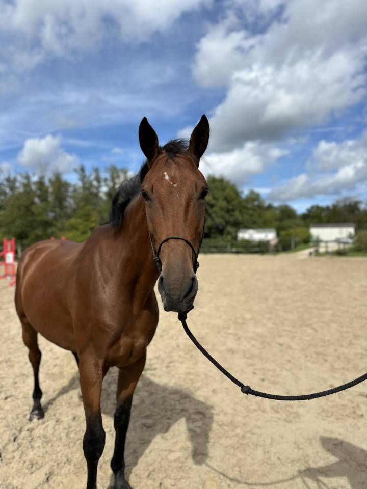 Hongre selle français 