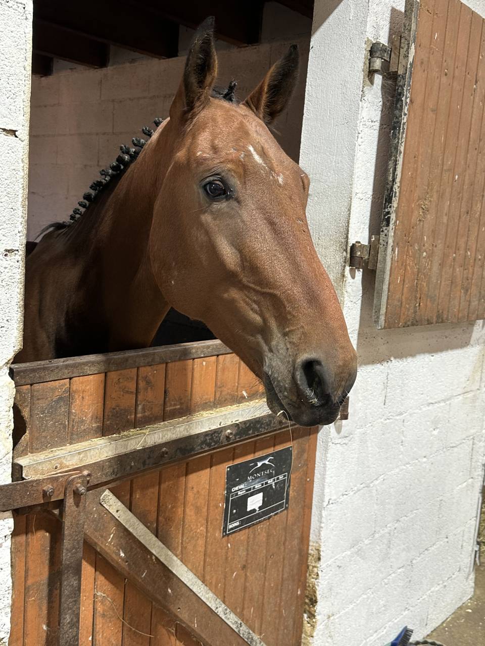 Hongre selle français 