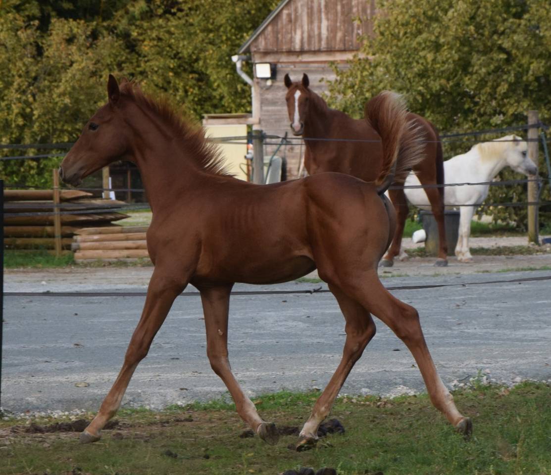 Superbe mâle de 2025 pour CSO (Highway TN x Cicero z)