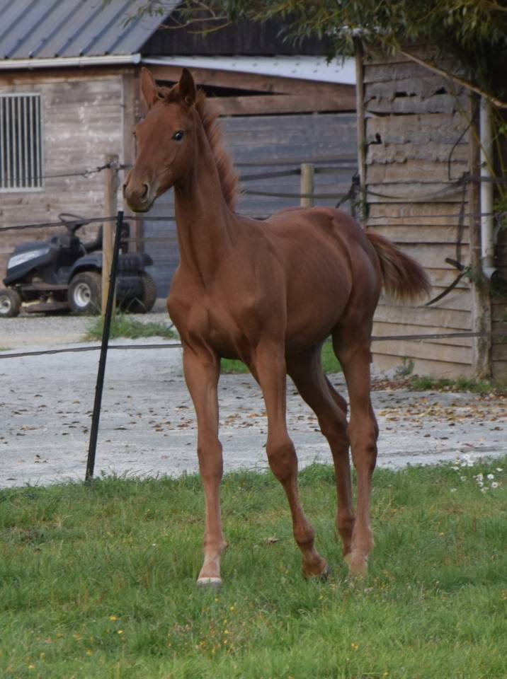 Superbe mâle de 2025 pour CSO (Highway TN x Cicero z)