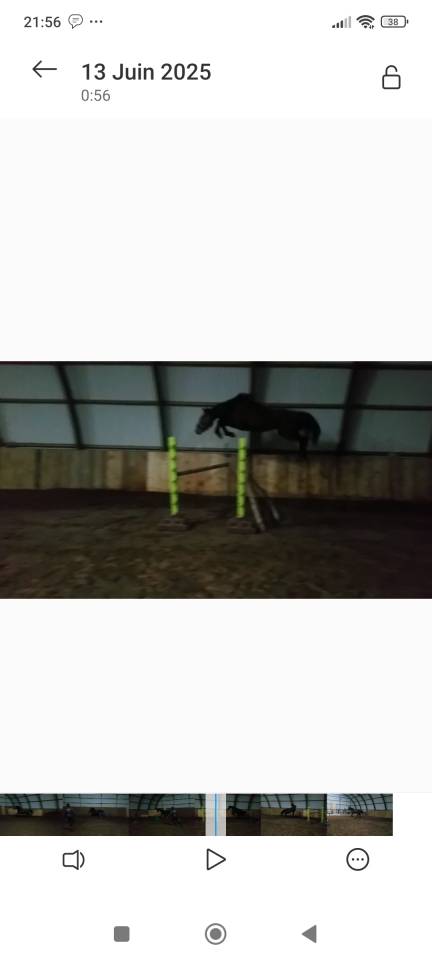 Superbe mâle de 2025 pour CSO (Highway TN x Cicero z)