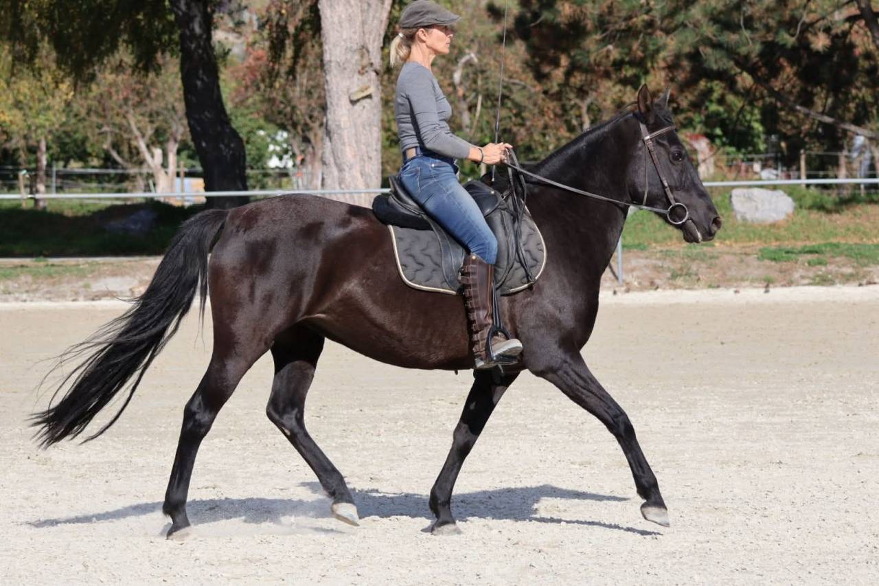 Jument noir à vendre !