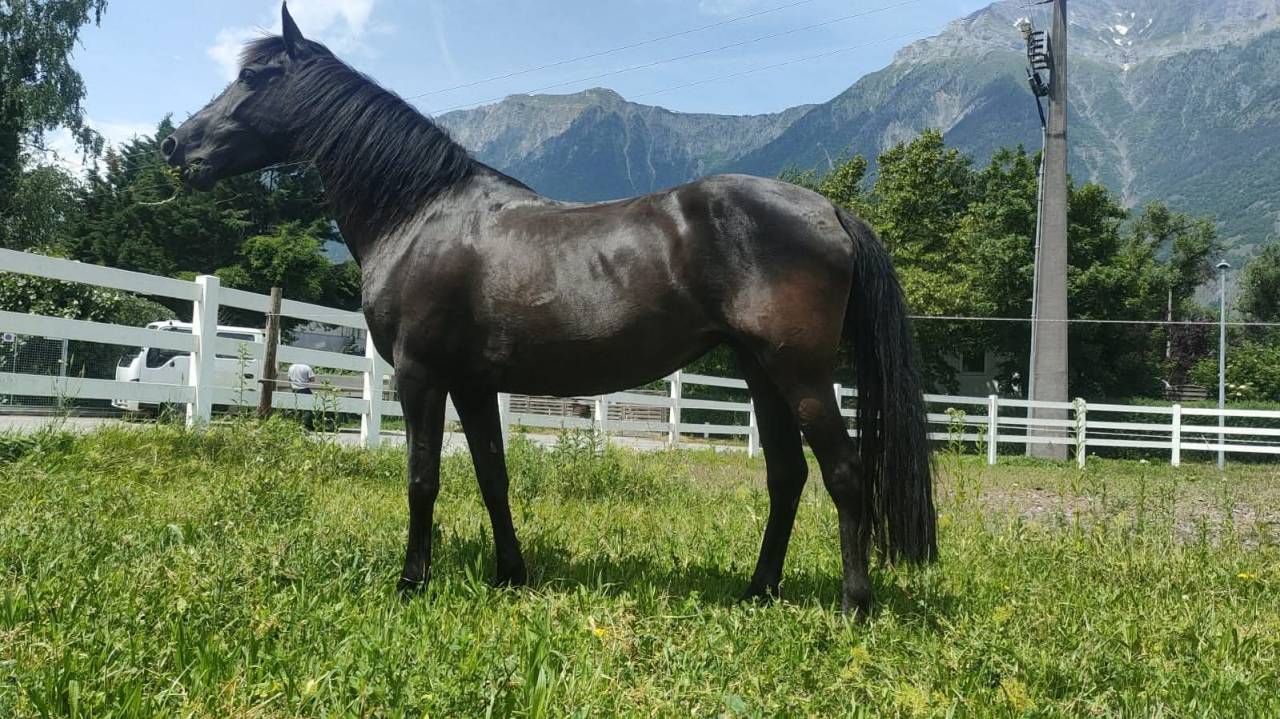 Jument noir à vendre !