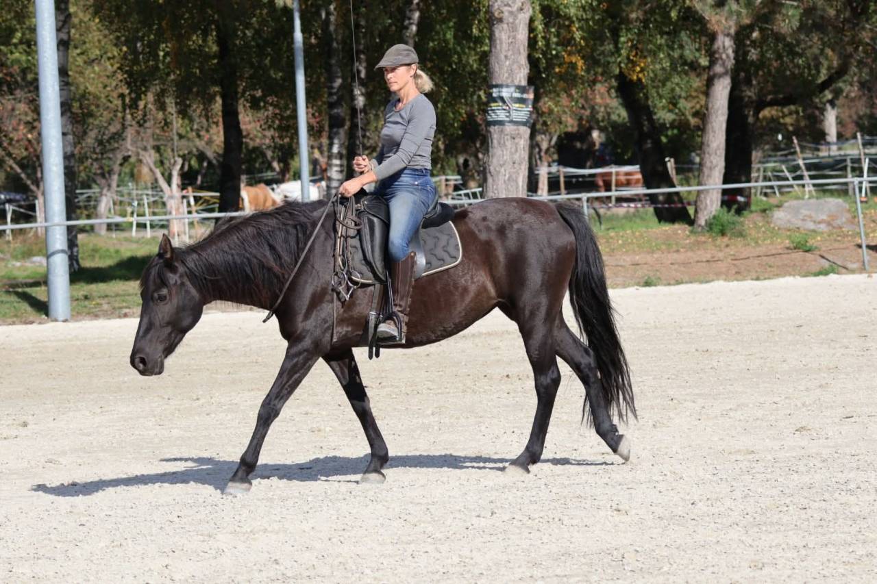 Jument noir à vendre !