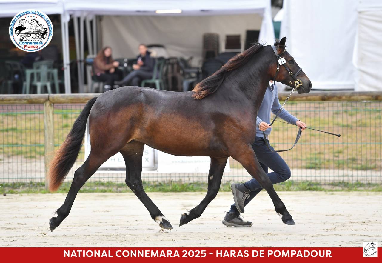 Pouliche connemara noire
