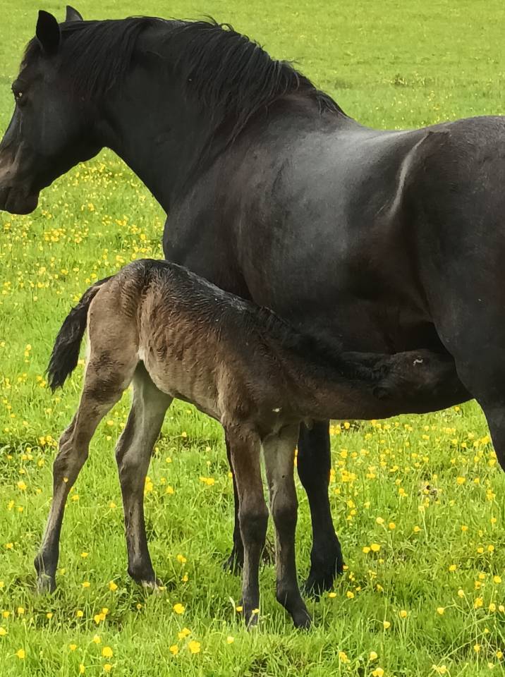 Pouliche connemara noire