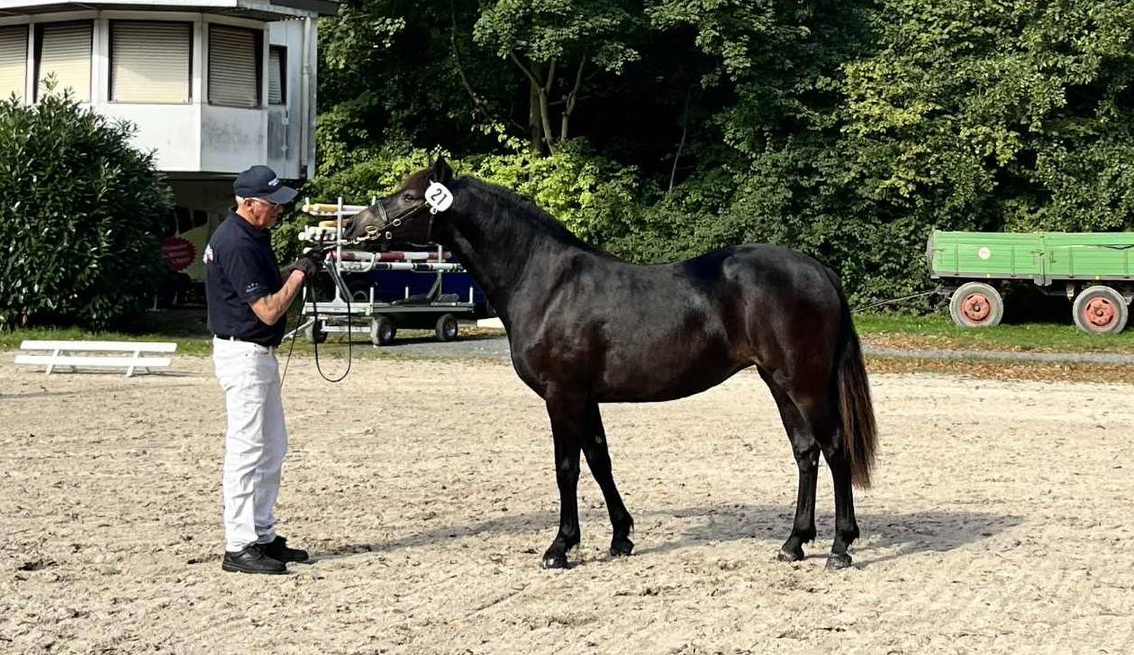 Pouliche connemara noire