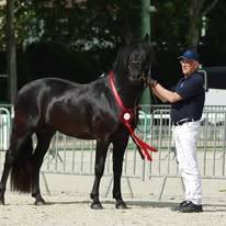 Pouliche connemara noire