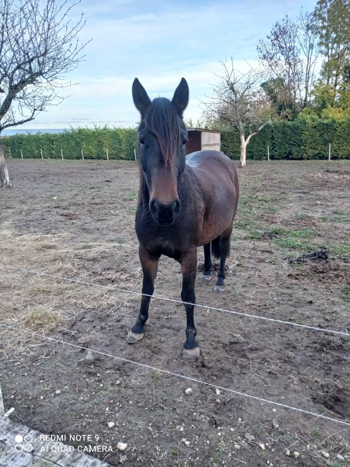 Magnifique ponette DSA PP