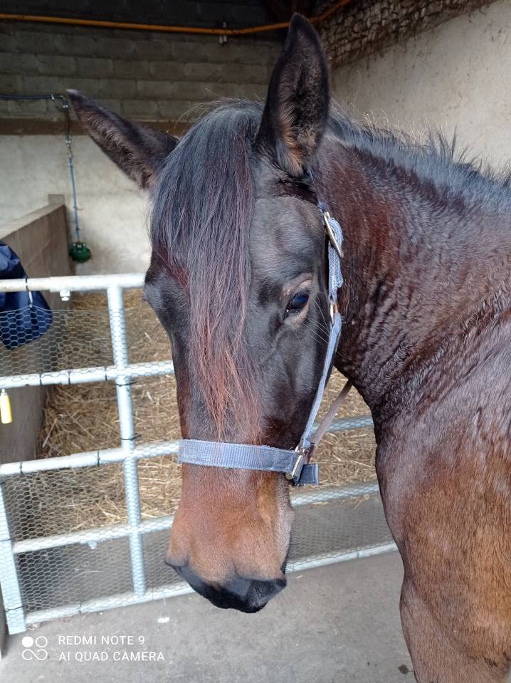 Magnifique ponette DSA PP