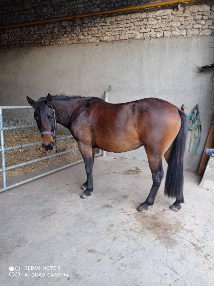 Magnifique ponette DSA PP