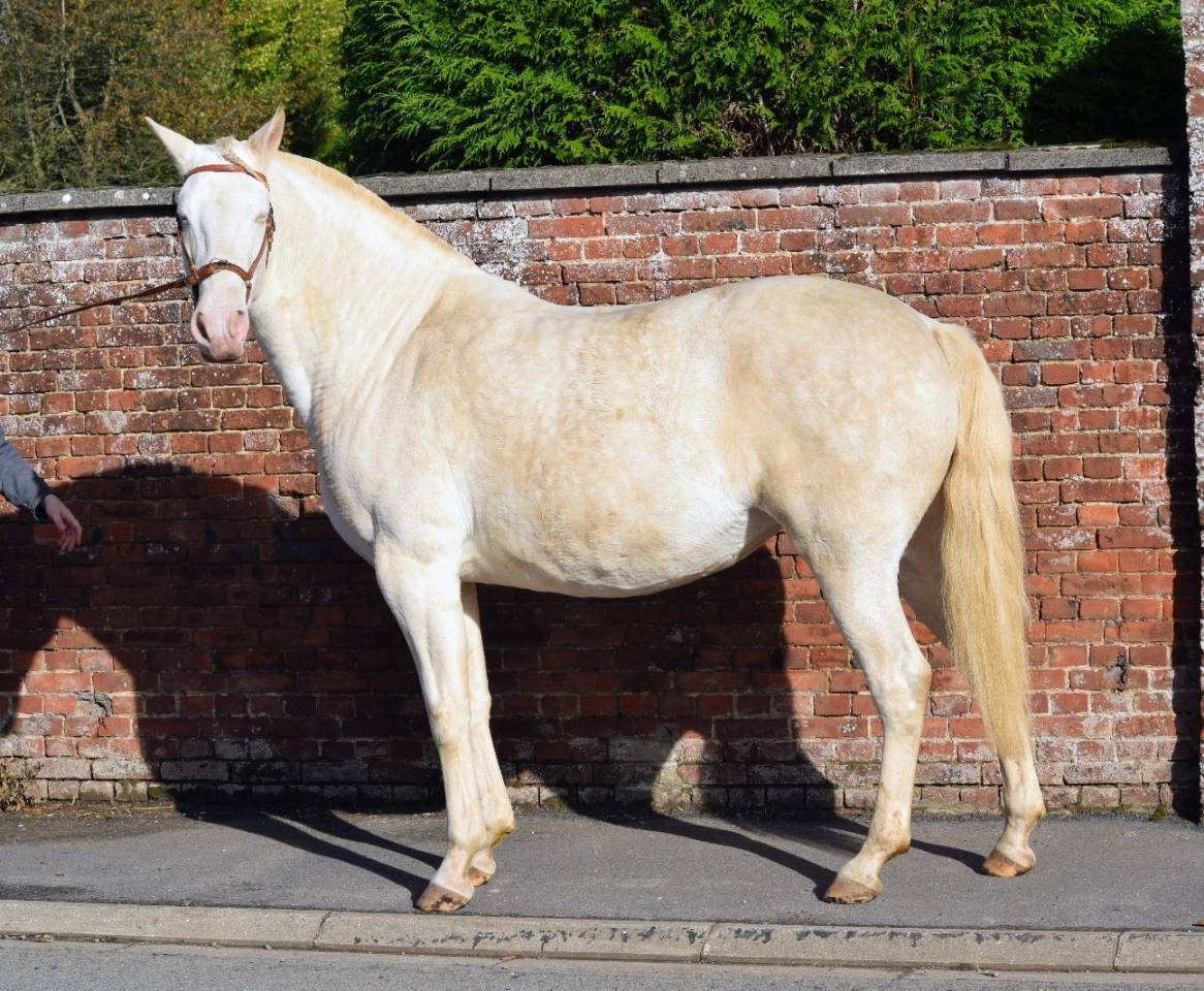 Poulinière Lusitanienne PSL 