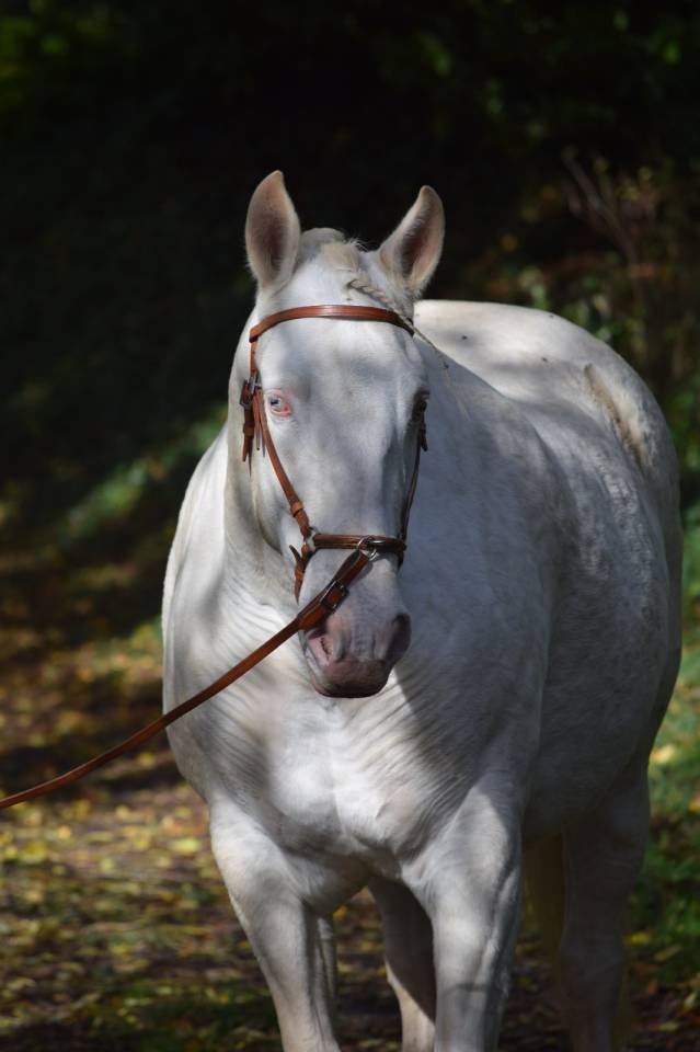 Poulinière Lusitanienne PSL 