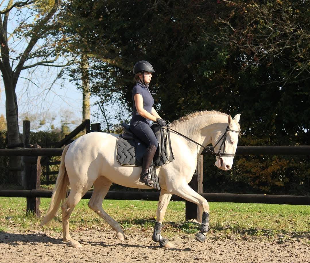 Poulini&egrave;re Lusitanienne PSL 