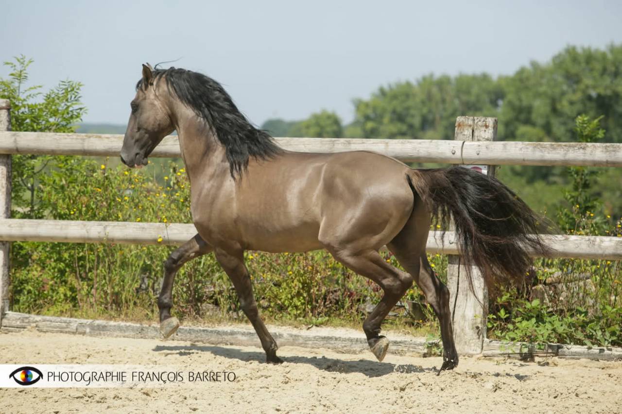 Poulini&egrave;re Lusitanienne PSL 