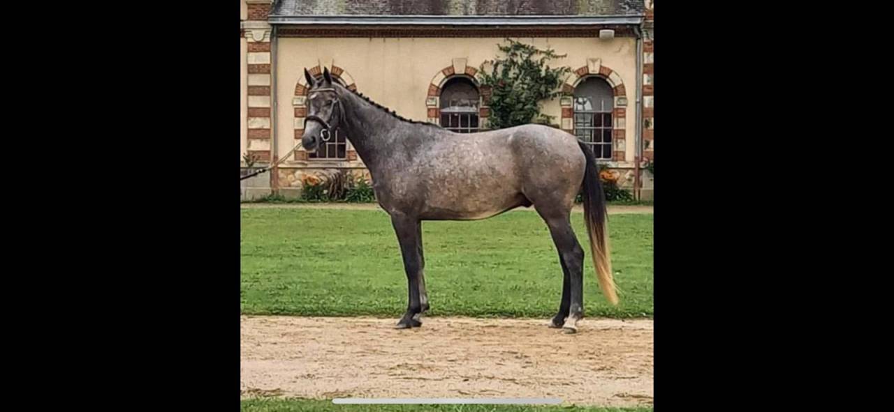 Hongre SF 4 ans (2021)