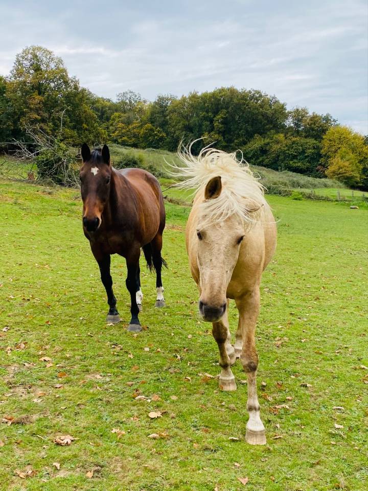 PENSION GRATUITE CHEVAL / PONEY – THORIGNE-SUR-DUE