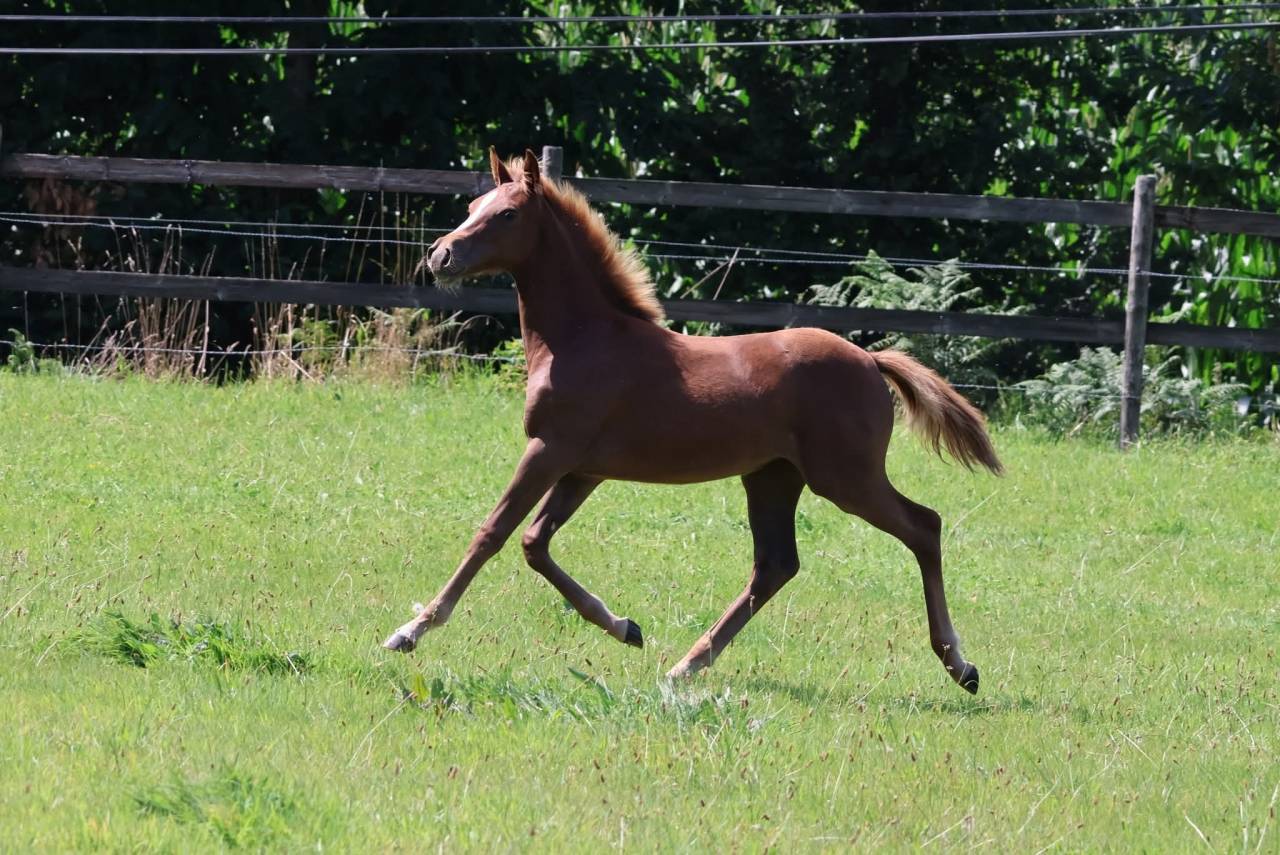 Pouliche PFS - Alezane - Par Champagne d'ar Cus