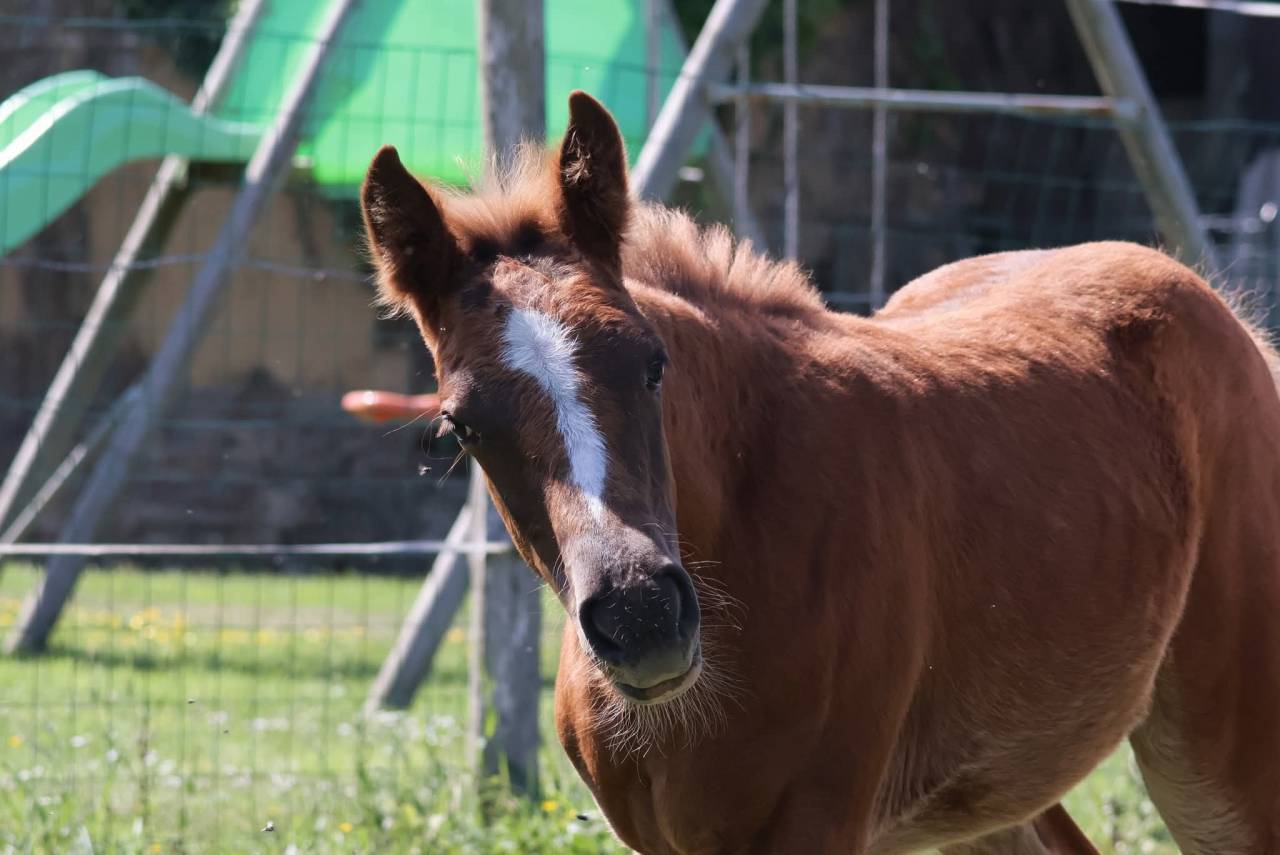 Pouliche PFS - Alezane - Par Champagne d'ar Cus
