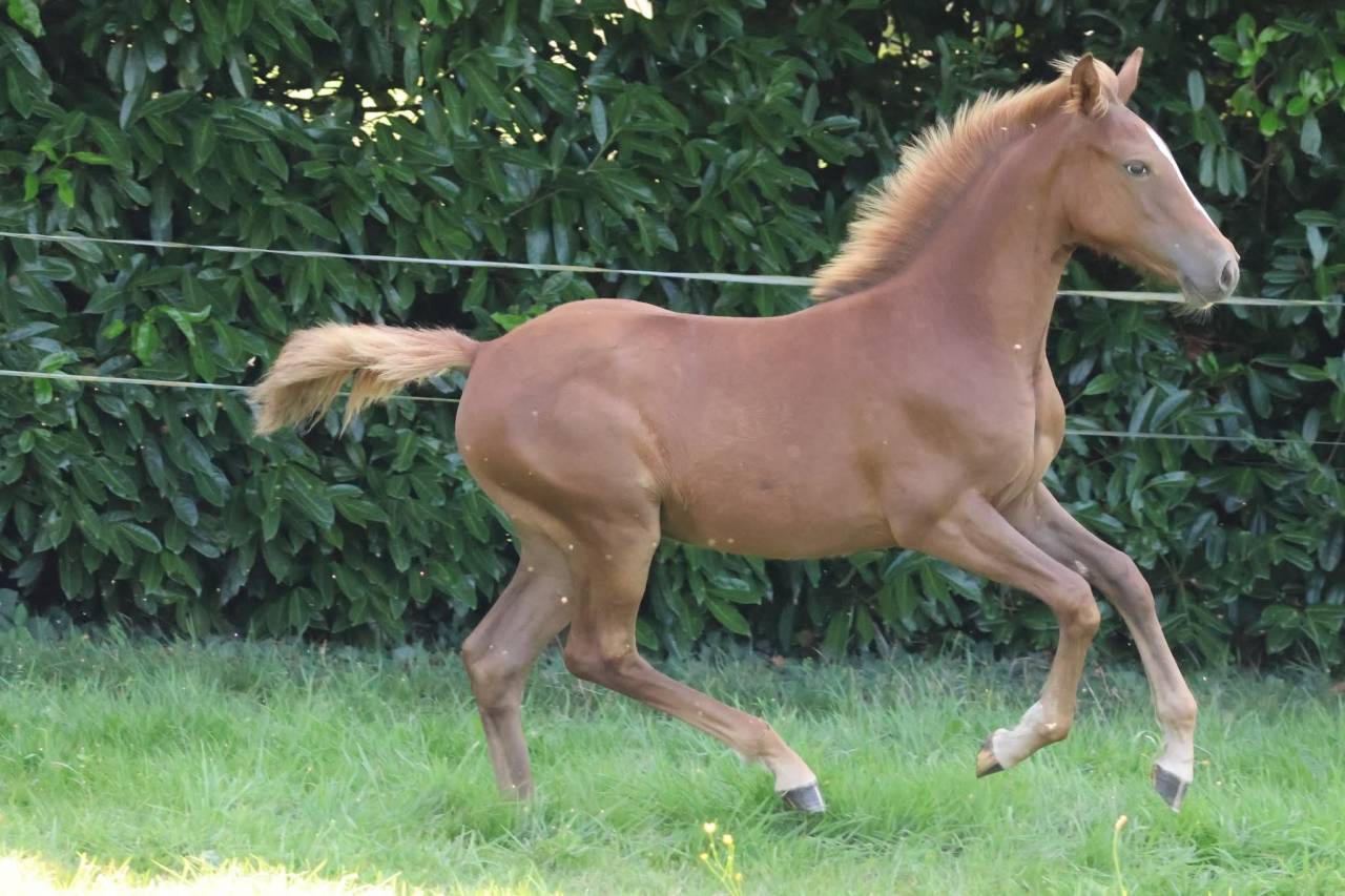 Pouliche PFS - Alezane - Par Champagne d'ar Cus