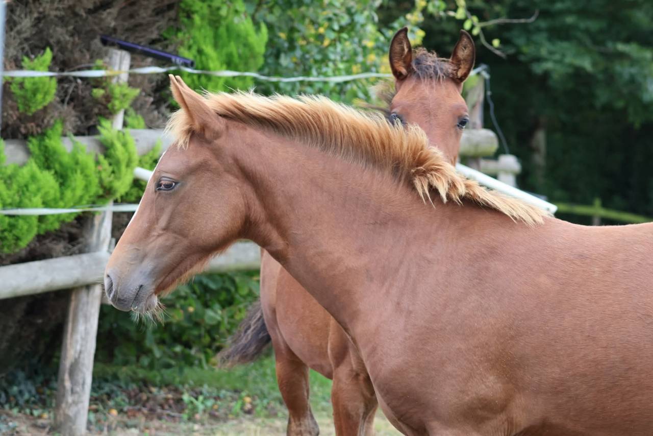 Pouliche PFS - Alezane - Par Champagne d'ar Cus