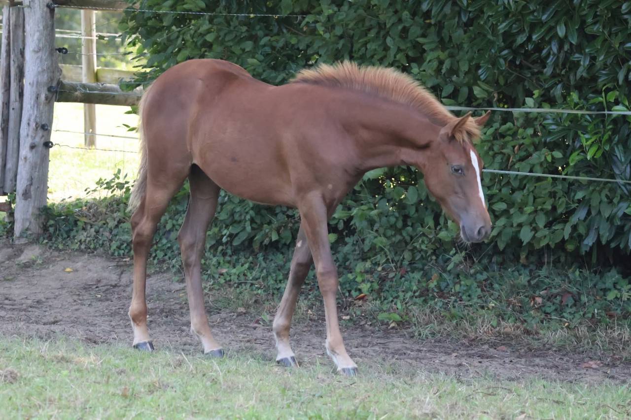 Pouliche PFS - Alezane - Par Champagne d'ar Cus