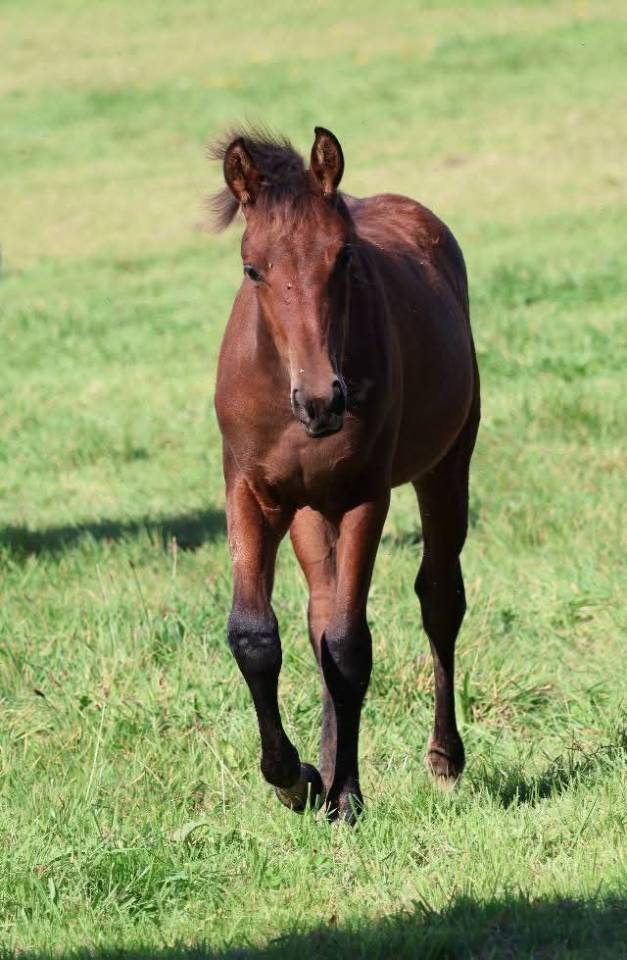 Poulcihe PFS - Bai - Par Jasmin de la scye