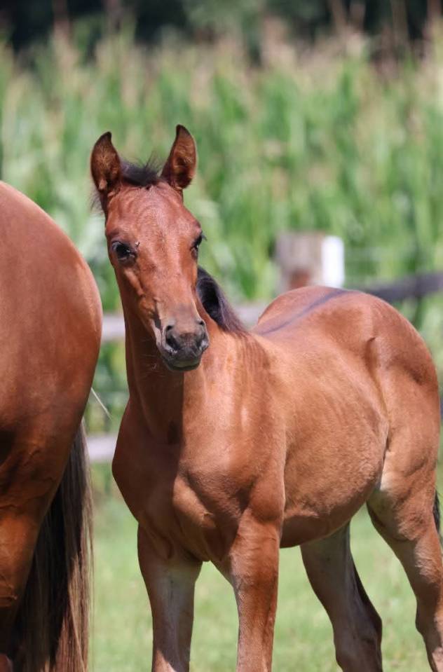 Poulcihe PFS - Bai - Par Jasmin de la scye