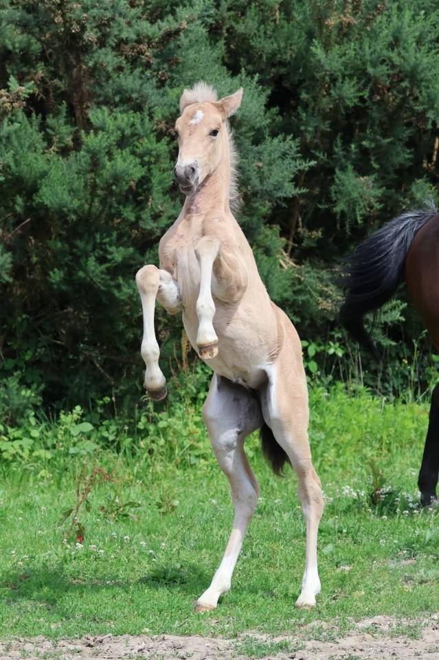 Pouliche PFS - Isabelle - Par Gold Eternel Poune's