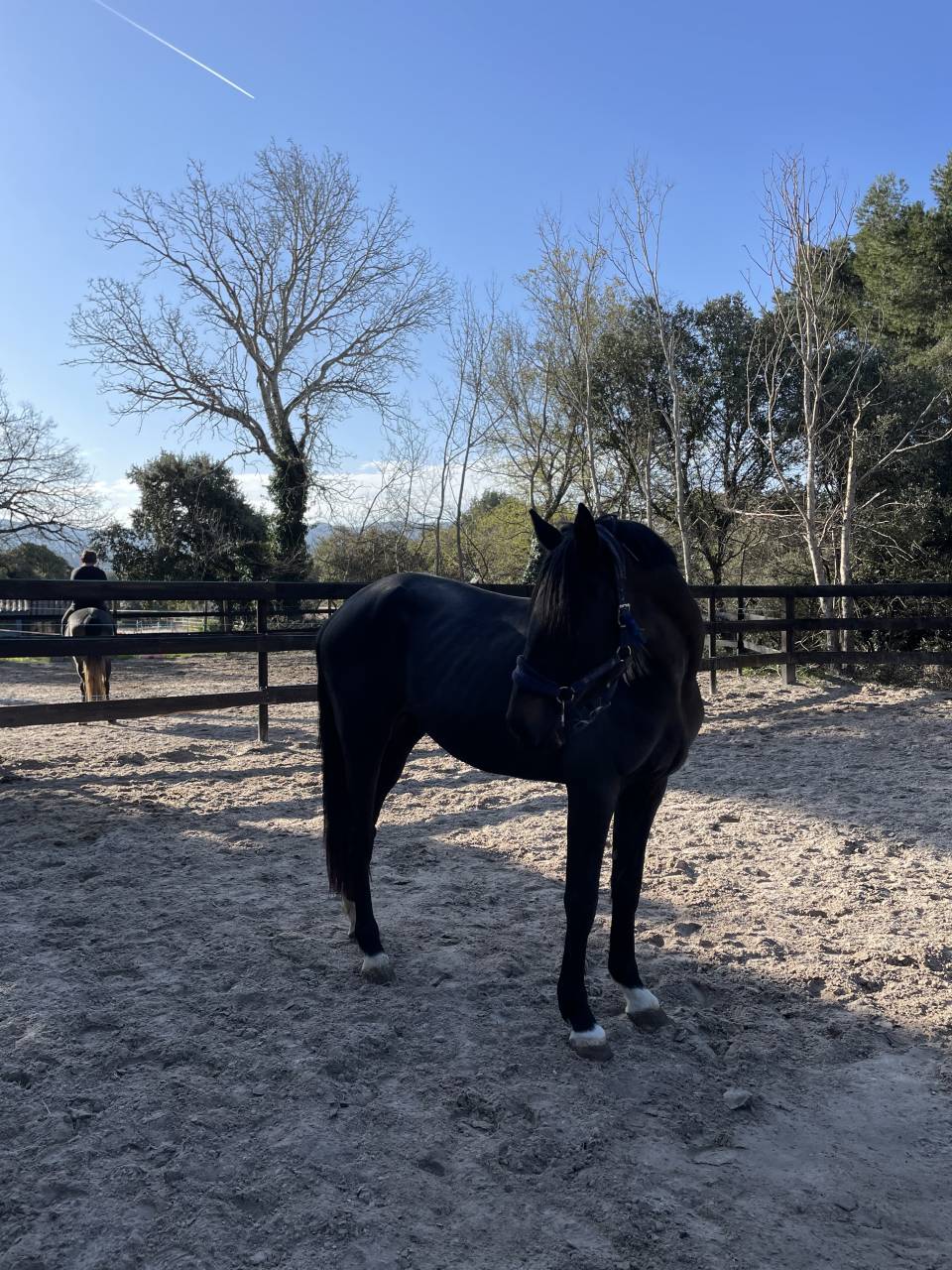 Magnifique entier de 4 ans par Diarado