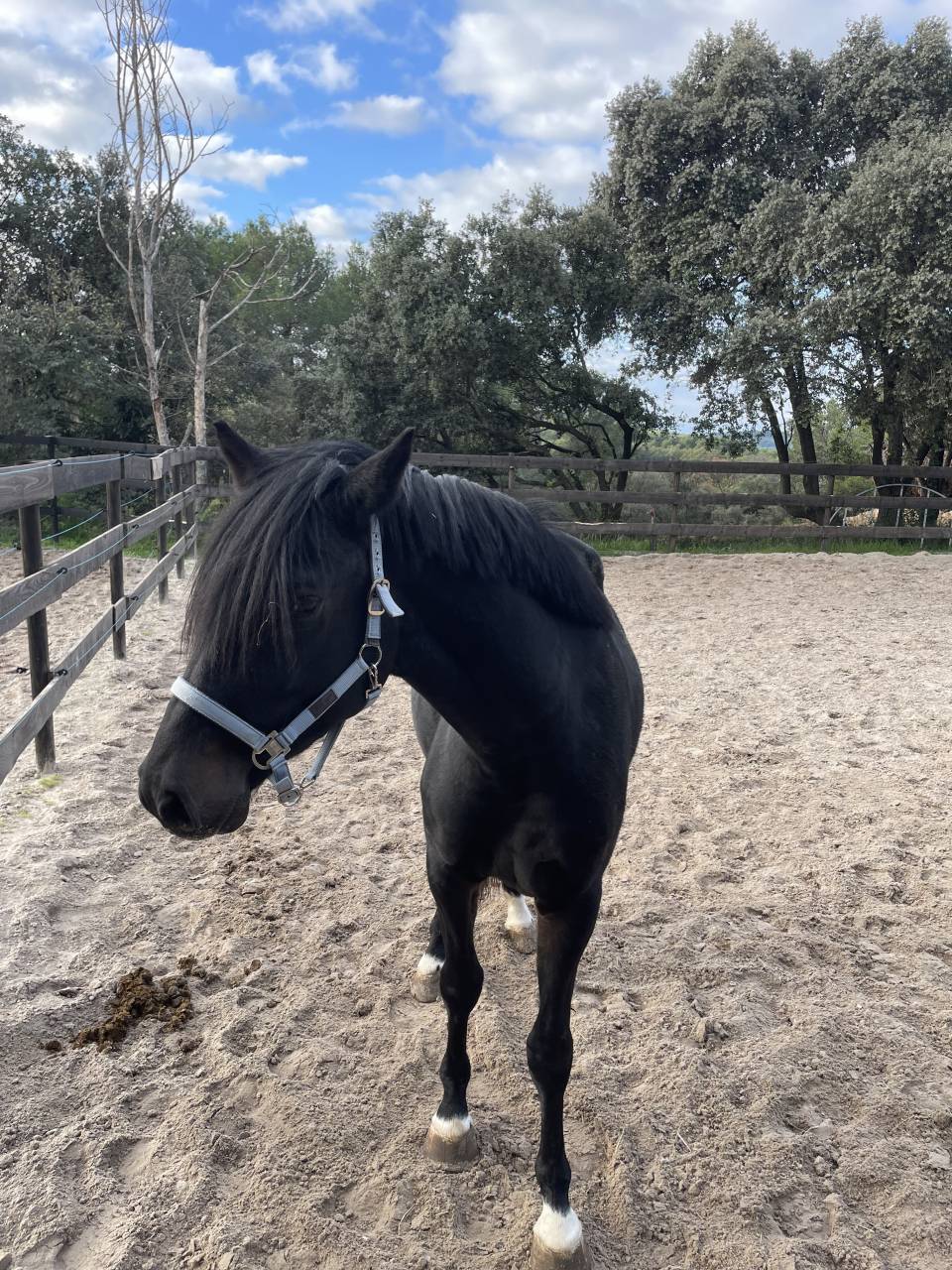 Magnifique entier de 4 ans par Diarado