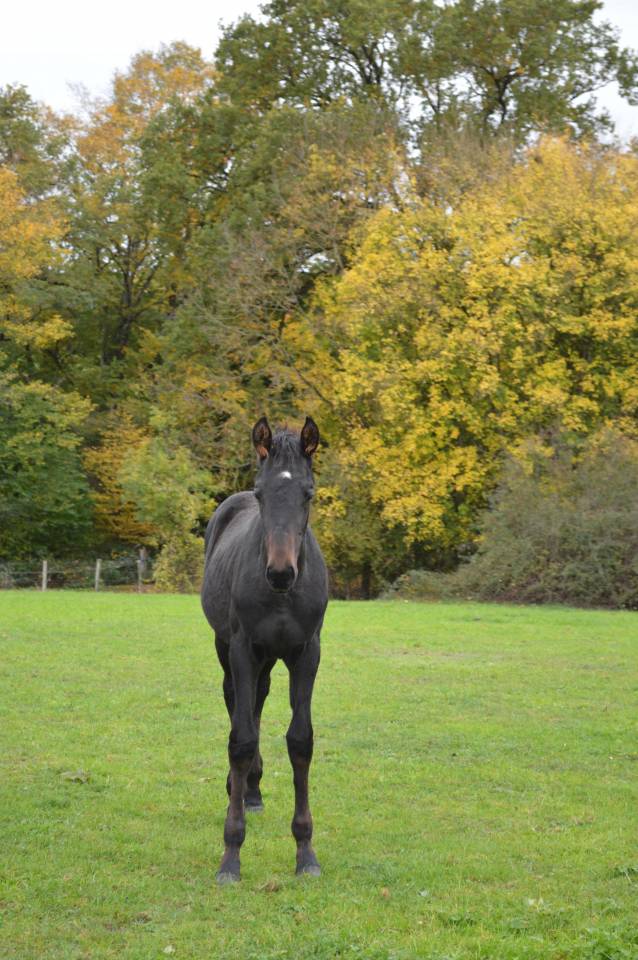 Prométhée - Poulain de dressage