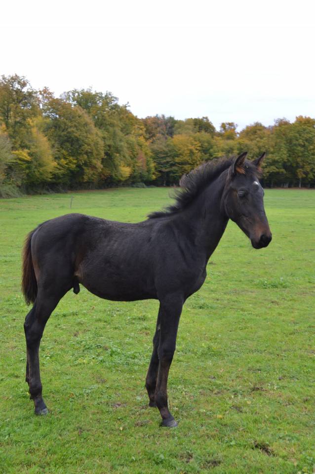 Prométhée - Poulain de dressage
