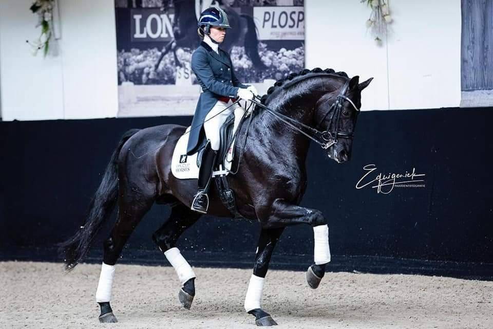 Prométhée - Poulain de dressage